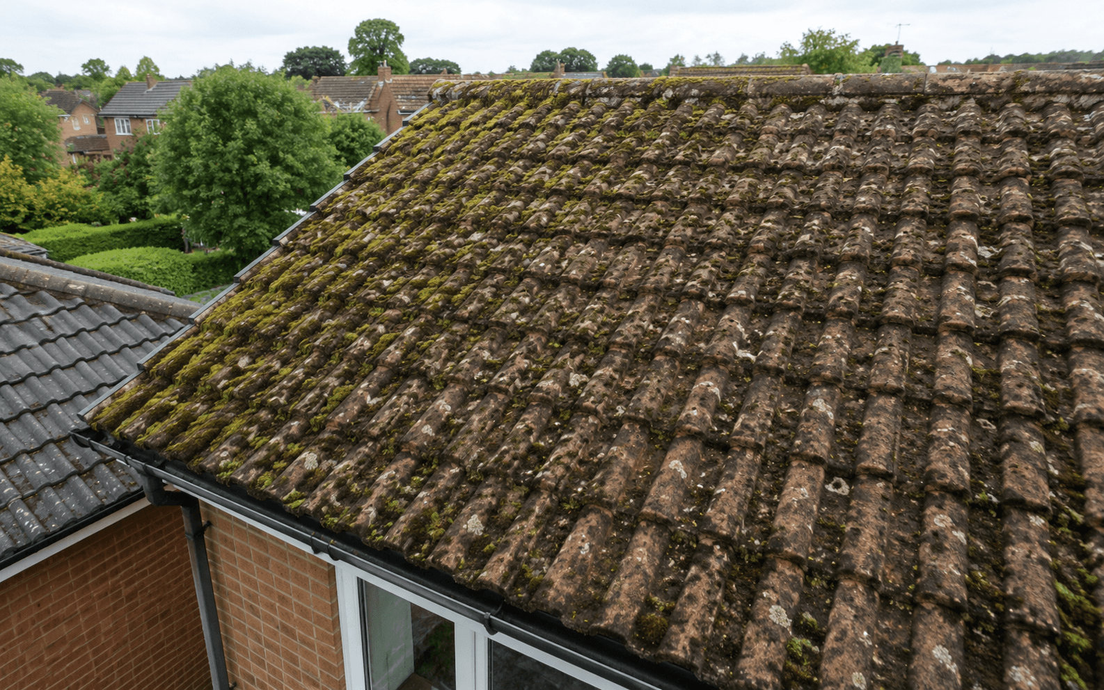Before — heavy moss